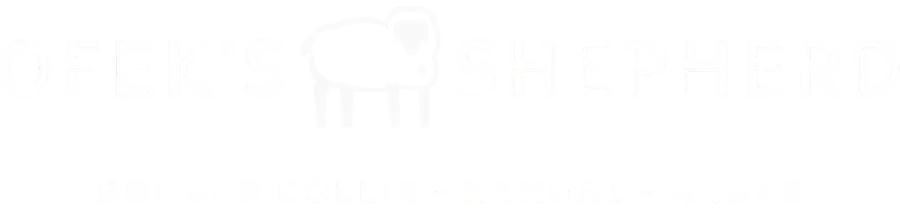 abckdogs-kangal-border collie-akbas