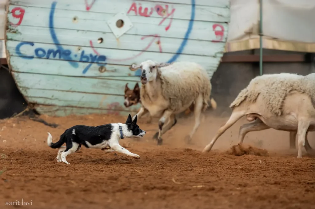 The Legacy of the Border Collie ISDS Bloodlines, J.M. Wilson & Wiston Cap